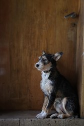 Ждет добрых и заботливых хозяев. 